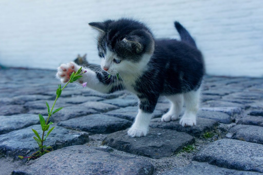 cat exploring the world